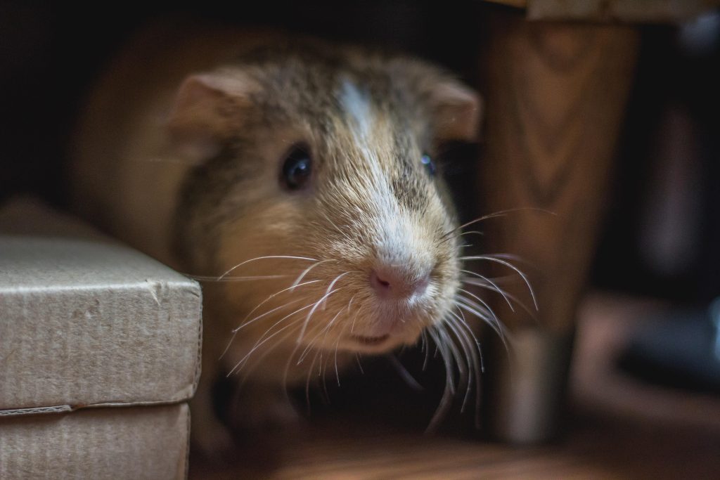 Illustratie van ongedierte zoals ratten en muggen met tekst over algemene ongediertebestrijding en volksgezondheid