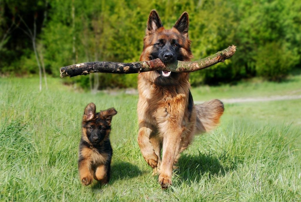 Afbeelding met interessante weetjes over honden, waaronder neusafdrukken en reukvermogen